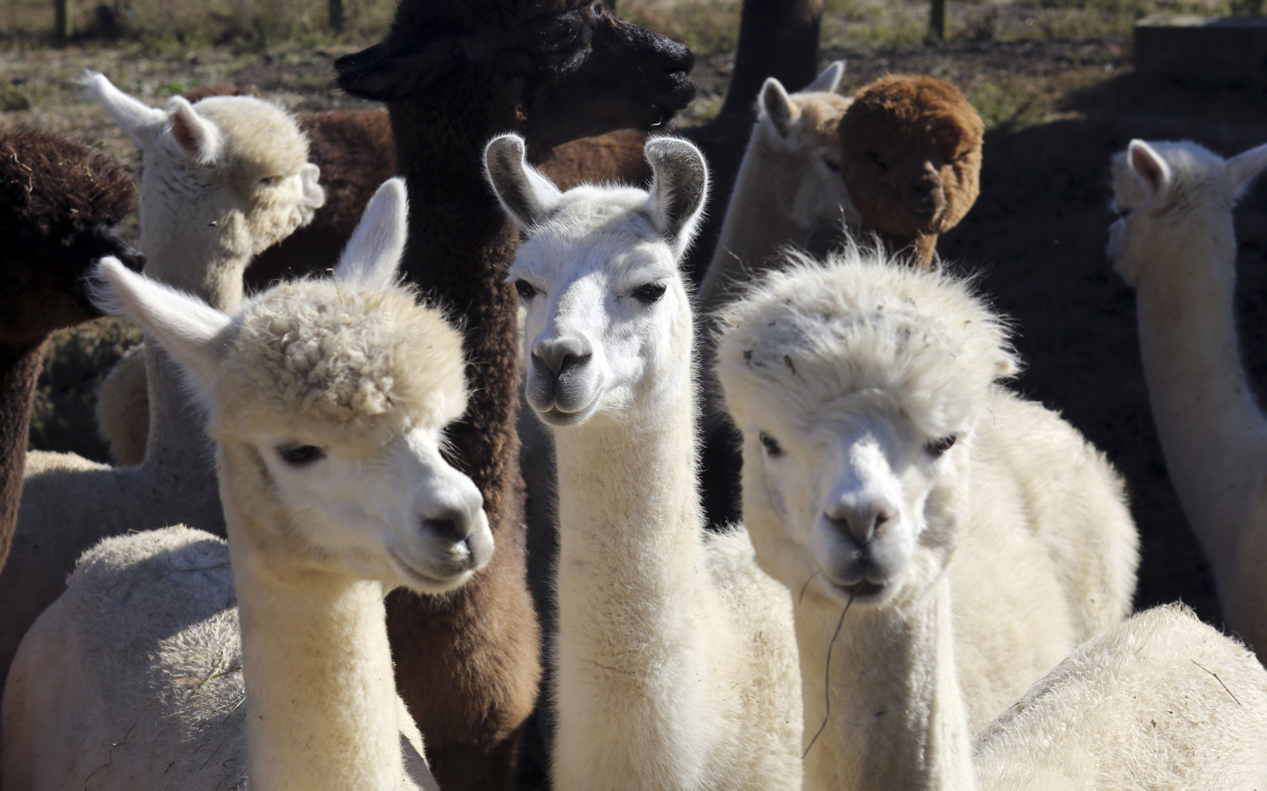 MG Alpaca Fiber 102519